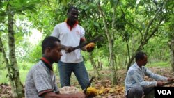 FILE: Cocoa farmers in Ghana split open the pods to extract the beans, which will later be dried and sold. Taken Aug. 7, 2019