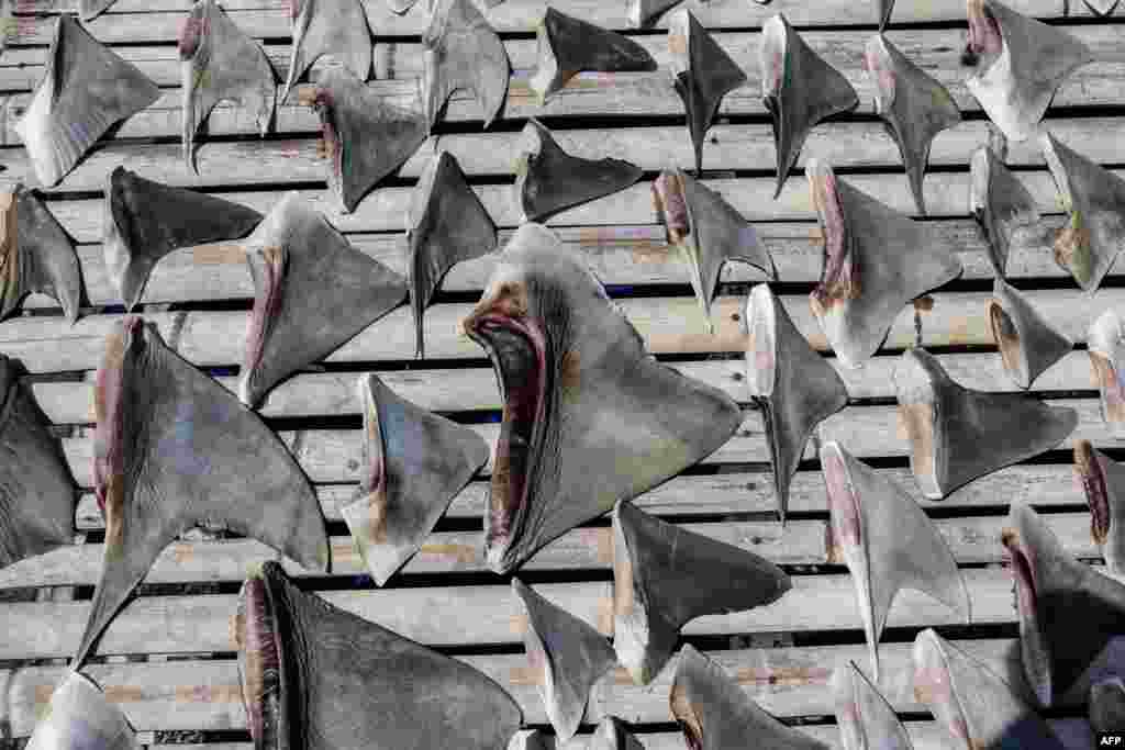 Shark fins dry near a traditional fish market in Tanjung Luar, Lombok Island, West Nusa Tenggara.