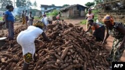 Women select cassava tubers (manioc), on a production site of "attieke", a side dish made from cassava, in Affery, Ivory Coast, June 18, 2018.