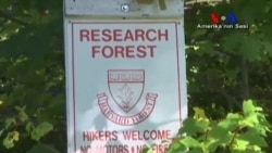 Ormanlarda Haşere İstilasına Karşı Genetik Çözüm