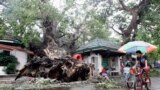 An ice cream vendor cycles past a huge fallen tree after an onslaught of Typhoon Rammasun, (locally named Glenda) in Batangas city south of Manila, July 17, 2014. 