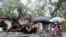 An ice cream vendor cycles past a huge fallen tree after an onslaught of Typhoon Rammasun, (locally named Glenda) in Batangas city south of Manila, July 17, 2014. 