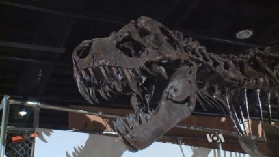 Last American Dinosaurs Re-Imagined at Smithsonian