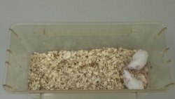 Salud/Ciencia: "Cura funcional" para el VIH