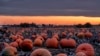 Hundreds of pumpkins lie on a field near Frankfurt, Germany, after sunset on Wednesday, Oct. 16, 2019. 