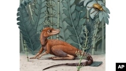 This illustration provided by Alex Boersma in July 2020 depicts a Kongonaphon kely, a tiny relative of dinosaurs and pterosaurs. Kongonaphon lived roughly 237 million years ago and would have stood only 10 centimeters (4 inches) tall. (Alex Boersma via AP)