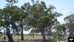Wet farmland near Forbes, NSW, Australia