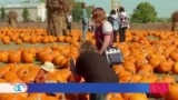 Estadounidenses aprovechan el final del otoño para seguir la tradición de visitar los huertos de calabazas