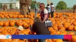 Estadounidenses aprovechan el final del otoño para seguir la tradición de visitar los huertos de calabazas