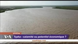 Typha : calamité ou potentiel économique ?