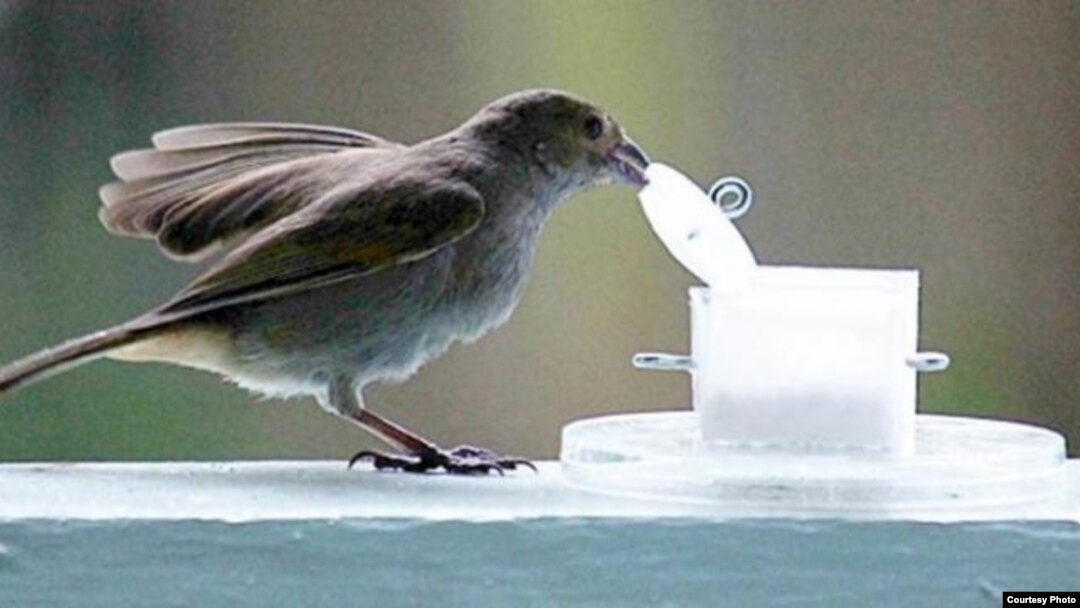 FILE - A bullfinch is seen opening a container. (Louis Lefebvre)