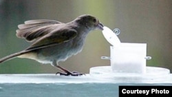 FILE - A bullfinch is seen opening a container. (Louis Lefebvre)