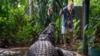 FILE - George Craig feeds the world's largest captive crocodile, Cassius, at the Marineland Melanesia on Green Island, Great Barrier Reef, Cairns, Australia, March 18, 2023. (AAP Image/Brian Cassey via Reuters)