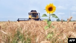 Champ de blé en Ukraine.