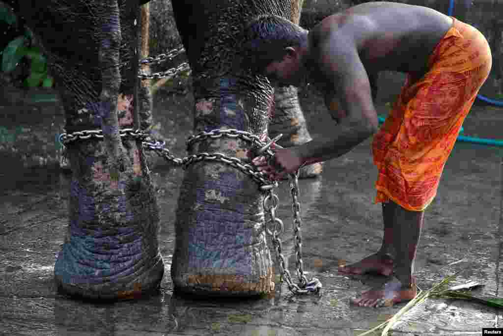 A mahout ties a chain around the legs of his elephant during the annual eight-day long Vrischikolsavam festival, which features a colorful procession of decorated elephants, along with drum concerts, at Sree Poornathrayeesa temple in Kochi, India.
