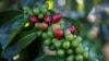 FILE - Arabica coffee cherries are seen on tree at a plantation near Pangalengan, West Java, Indonesia May 9, 2018. (REUTERS/Darren Whiteside)