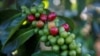 Researchers Study Coffee’s Beginnings 