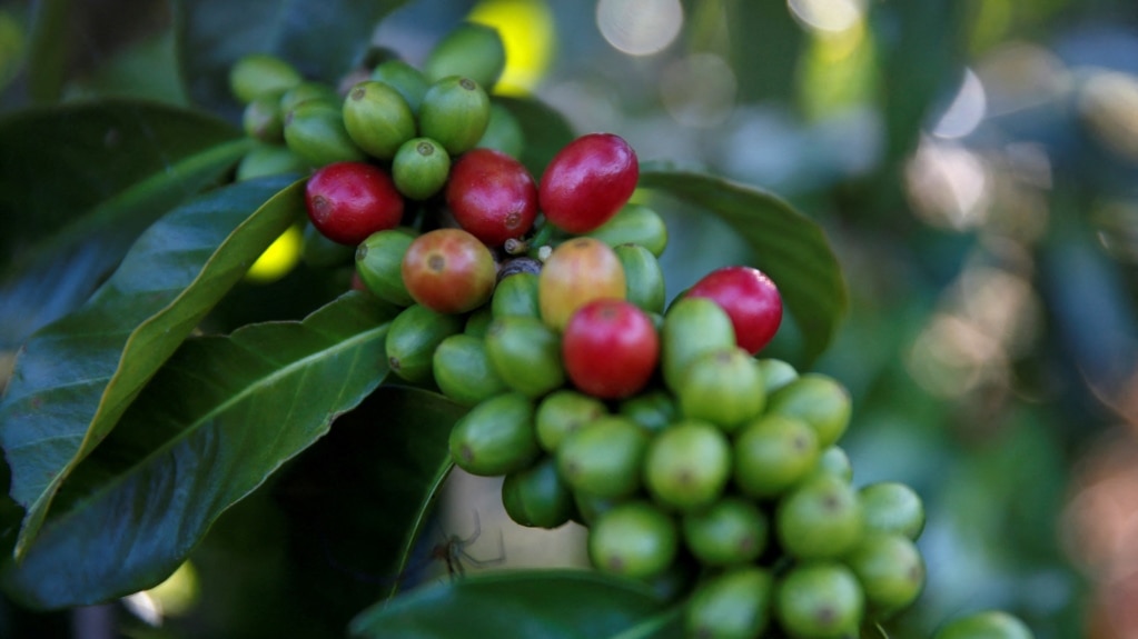 Researchers Study Coffee’s Beginnings