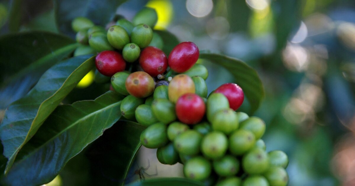 Researchers Study Coffee’s Beginnings