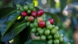 FILE - Arabica coffee cherries are seen on tree at a plantation near Pangalengan, West Java, Indonesia May 9, 2018. (REUTERS/Darren Whiteside)