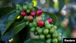 FILE - Arabica coffee cherries are seen on tree at a plantation near Pangalengan, West Java, Indonesia May 9, 2018. (REUTERS/Darren Whiteside)