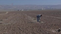 Iraq Struggles to Rebuild Agriculture After Years of Devastation, Neglect