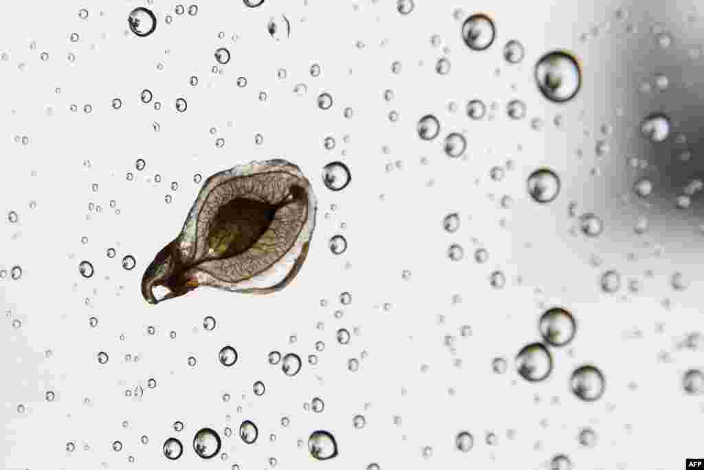 A seed pod is seen attached to a raindrop-covered window in Washington, D.C., April 22, 2017.