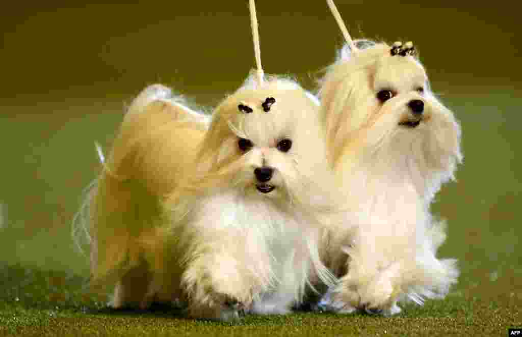 Maltese dogs are presented during a dog show at the "Hund & Katz" pets fair in Dortmund, western Germany.