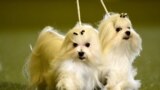 Maltese dogs are presented during a dog show at the &quot;Hund &amp; Katz&quot; pets fair in Dortmund, western Germany.