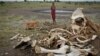 FILE - A Maasai boy and his dog stand near the skeleton of an elephant killed by poachers outside of Arusha, Tanzania.