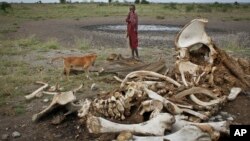 FILE - A Maasai boy and his dog stand near the skeleton of an elephant killed by poachers outside of Arusha, Tanzania.
