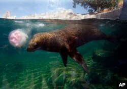 Una foca con orejas se refresca con un cubo de hielo que contiene pescado congelado en el Zoológico de Vincennes en París, Francia, jueves, 2 de agosto de 2018. El aire caliente de África está trayendo una nueva ola de calor a Europa, provocando advertencias sanitarias sobre el polvo del desierto del Sahara y excepcionalmente las altas temperaturas que se pronostica alcanzarán un pico de 47 grados Celsius (116.6 Fahrenheit) en algunas áreas del sur. (Foto AP / Michel Euler)