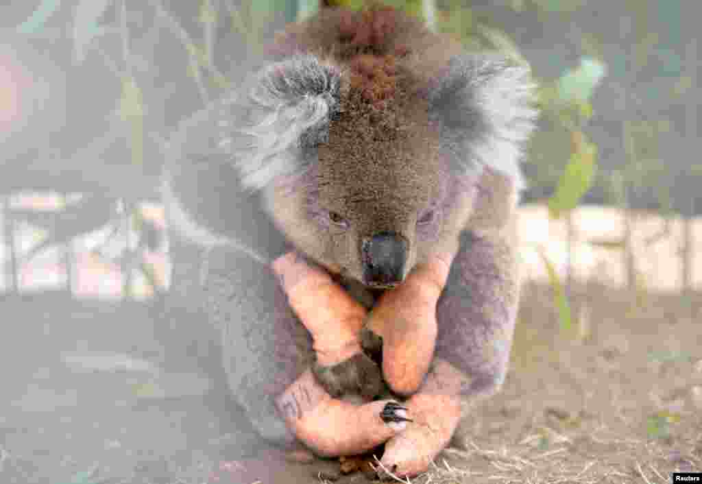 An injured koala sits at the Kangaroo Island Wildlife Park, at the Wildlife Emergency Response Centre in Parndana, Kangaroo Island, Australia.