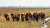 In October, The Nature Conservancy introduced a herd of 23 bison to its Kankakee Sands prairie restoration project in Indiana.