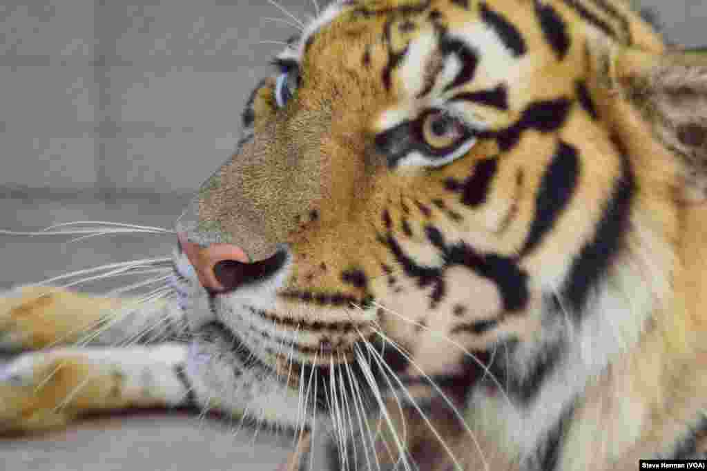 A tiger in captivity at a tourist attraction near Chiang Mai, Thailand.