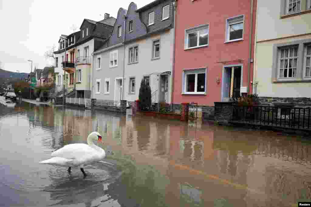 A swan crosses a street flooded by the river Moselle in Bernkastell-Kues, Germany.