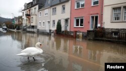 Seekor angsa menyeberangi sungai Moselle yang melewati Perancis dan Bernkastell-Kues, Jerman (foto: ilustrasi). 