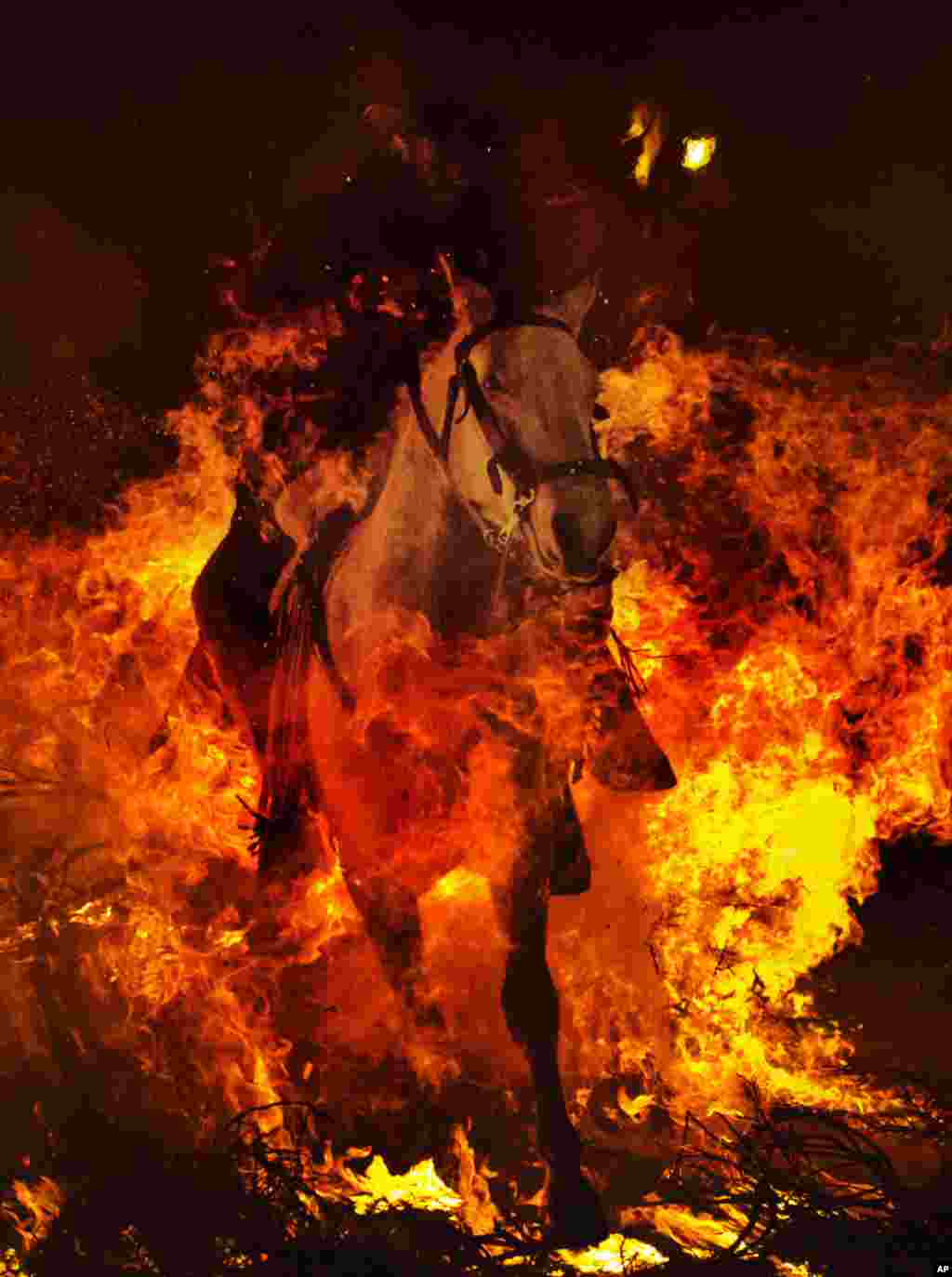 A man rides a horse through a bonfire in San Bartolome de Pinares, Spain, January 16, 2013, in honor of Saint Anthony, the patron saint of animals. 