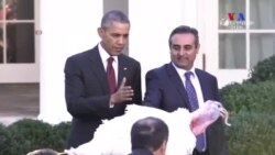 NO COMMENT: Նախագահ Օբաման ավանդական «ներում» է շնորհում Գոհաբանության օրվա հնդկահավին