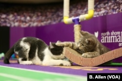 The action gets rough at the Kitten Bowl display, an annual playful battle between felines on the Hallmark Channel during the Super Bowl, Feb. 4, 2018.