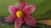 Une nouvelle fleur identifiée au Gabon