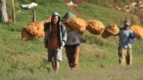 Sejumlah Petani Dataran Tinggi Dieng Mengangkut Kentang Hasil Panen Mereka (foto: VOA/Nurhadi Sucahyo)