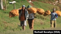 Sejumlah Petani Dataran Tinggi Dieng Mengangkut Kentang Hasil Panen Mereka (foto: VOA/Nurhadi Sucahyo)