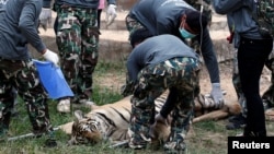 Officials prepare to move a sedated tiger from Thailand's controversial Tiger Temple, a popular tourist destination which has come under fire in recent years over the welfare of its big cats, Kanchanaburi province, west of Bangkok, Thailand, May 30, 2016.