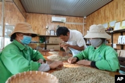 FILE—Workers sort and grade coffee beans at a coffee factory in Dak Lak province, Vietnam on Feb. 1, 2024.