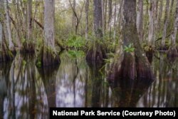 Water flows slowly through cypress sloughs, like the Sweetwater Slough in Big Cypress National Preserve.