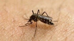 In this Jan. 18, 2016, file photo, a female Aedes aegypti mosquito, known to be a carrier of the Zika virus, acquires a blood meal on the arm of a researcher at the Biomedical Sciences Institute of Sao Paulo University in Sao Paulo, Brazil. (AP Photo)