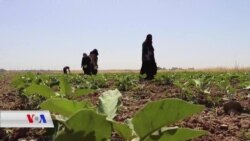 Cotkarên Mûsil Jiber Erzaniya Berhemê Çandinê di Rewşek Xerab De Ne