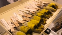 Examples of the Bachman's warbler lie in a specimen tray at the California Academy of Sciences in San Francisco, Friday, Sept. 24, 2021. (AP Photo/Haven Daley)