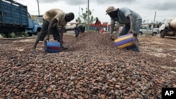 Workers gather cocoa beans in Duekoue, Ivory Coast, May 18, 2011.